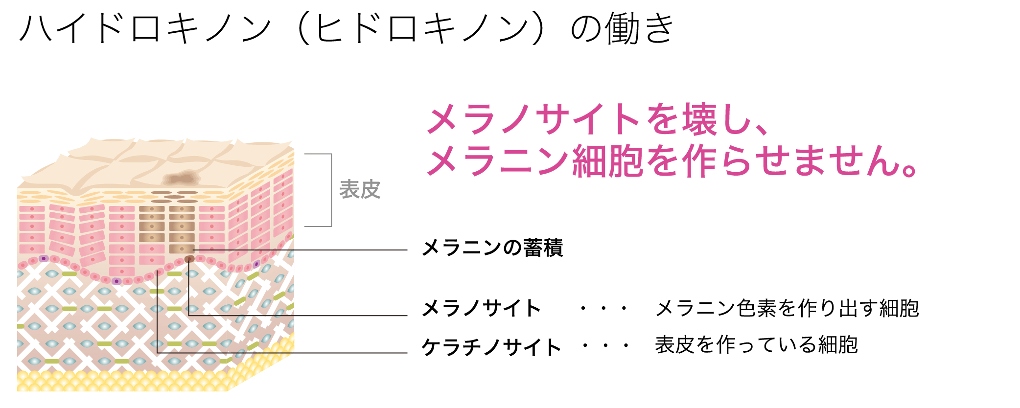 ハイドロキノン（ヒドロキノン）の働き