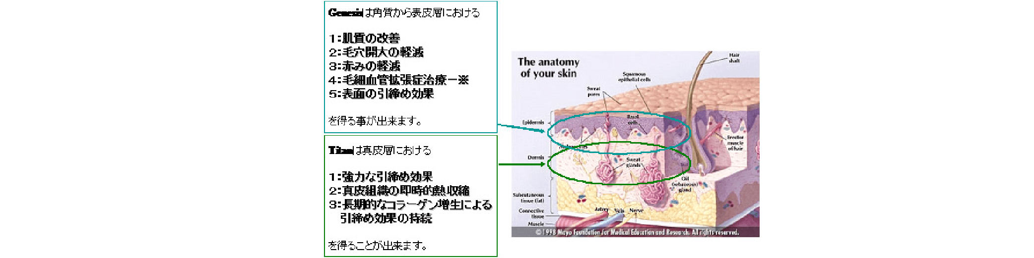 ジェネシスの作用