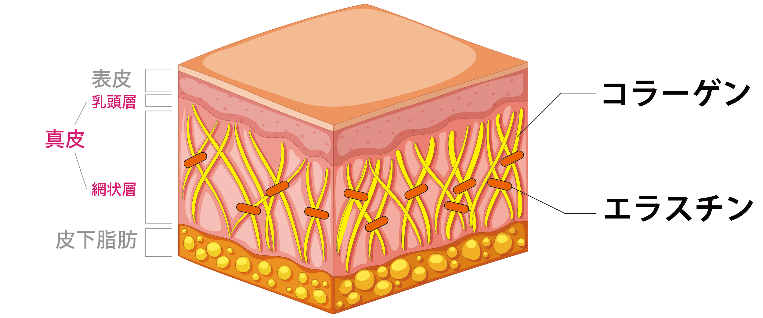 皮膚は表皮、真皮、皮下脂肪