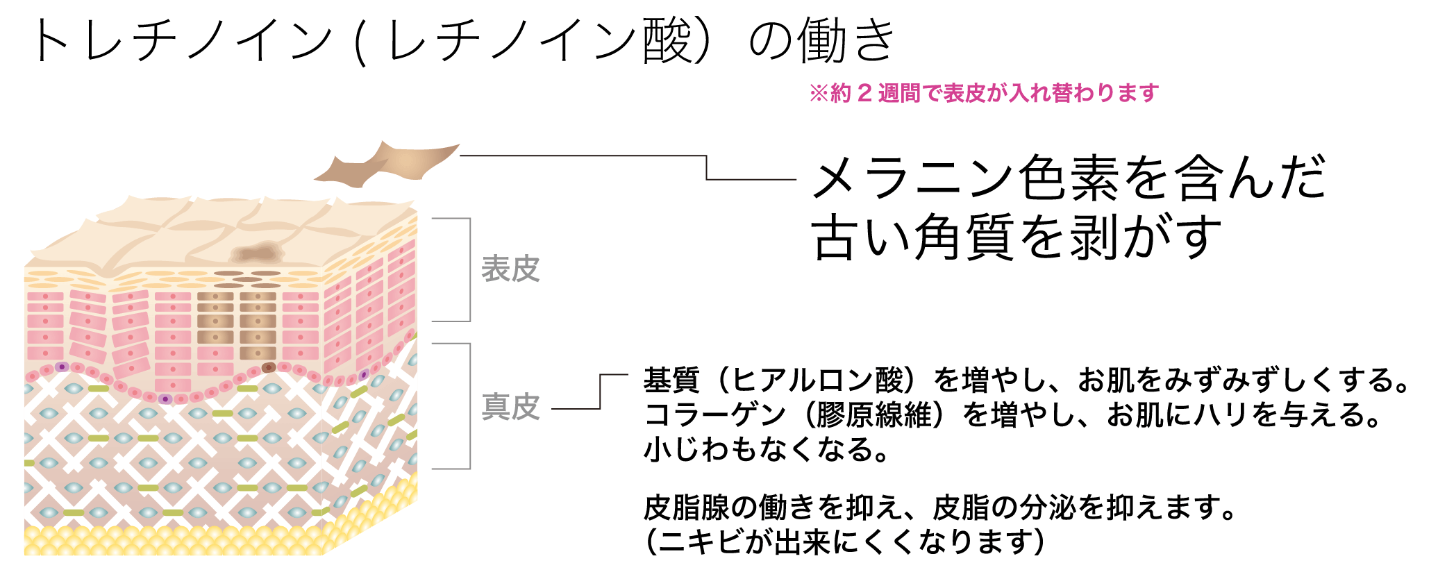 トレチノイン(レチノイン酸）の働き