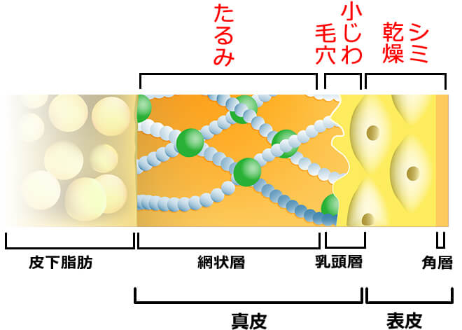 ウルトラセル（ウルセラ）皮膚層図