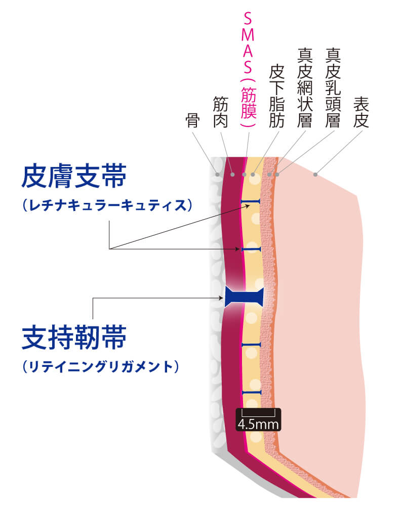 SMAS筋膜と皮膚支帯・支持靭帯